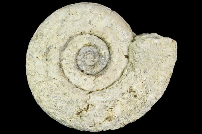 Fossil Ammonite (Hildoceras)- England #110824